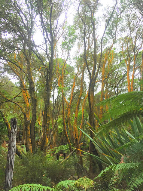 Orange trees from the Sulphur.JPG